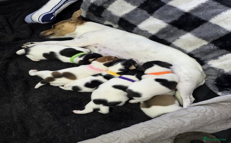 Jack Russell dogs - Advert 2