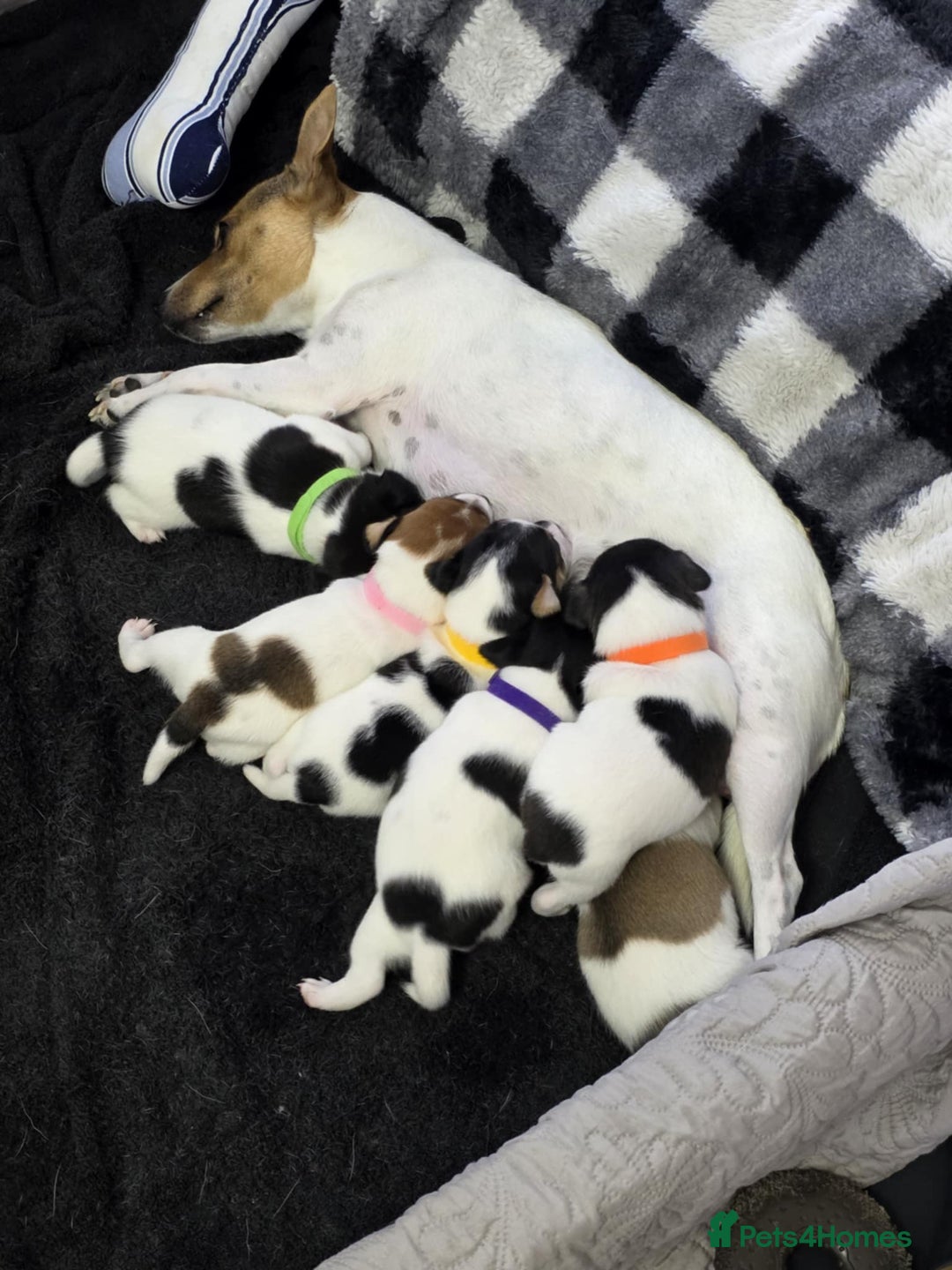 Jack Russell dogs for sale: Jack russell puppies - Image 1