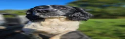 English Springer Spaniel dogs for stud: Springer spaniel for stud  - Advert 7