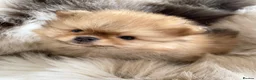 Pomeranian dogs for sale: STUNNING KC TINY POMERANIAN PUPPIES  - Advert 1
