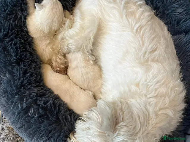 Westiepoo dogs Gorgeous Westiepoo Puppies - Advert 2