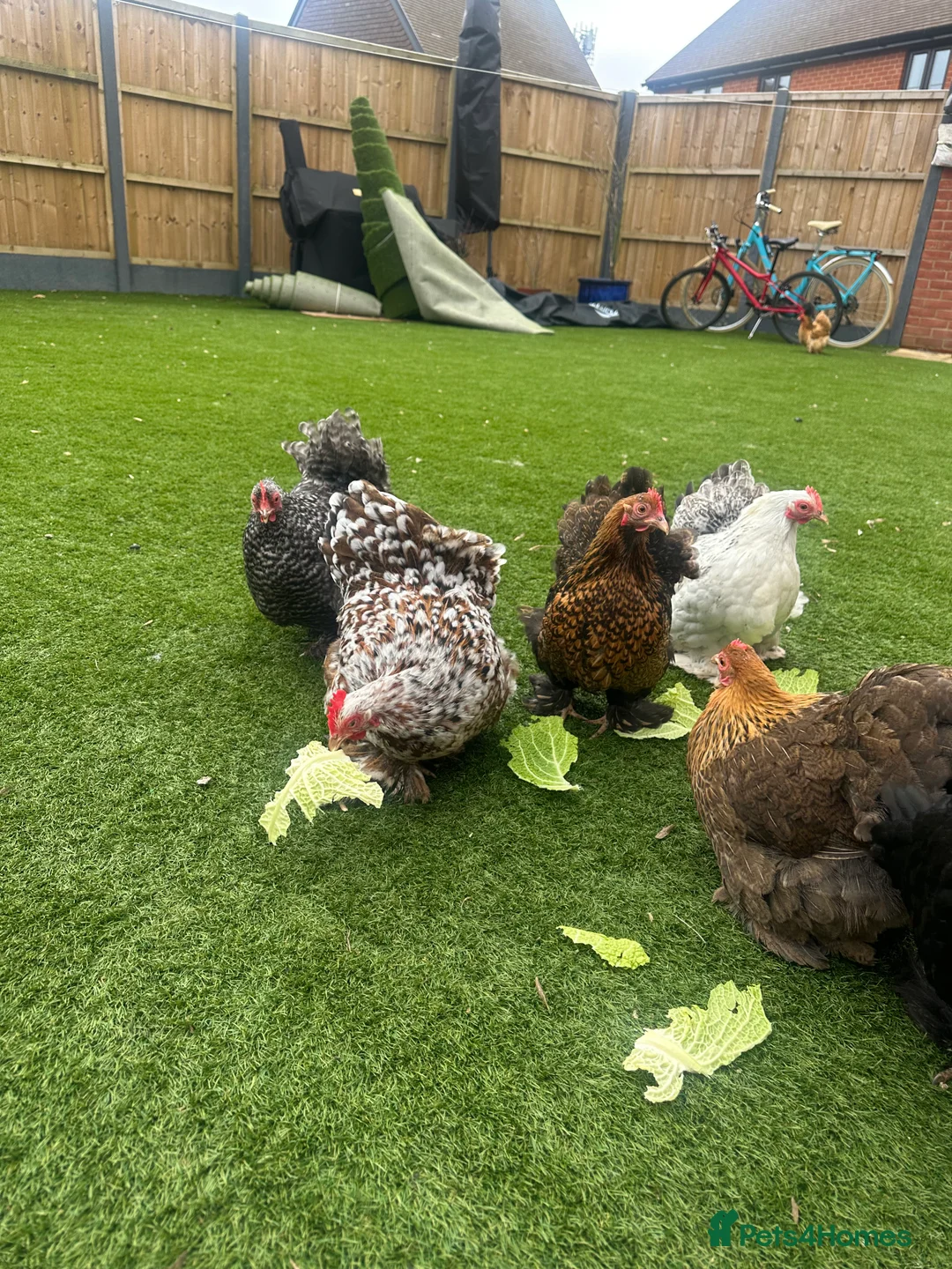 Chickens poultry for sale: 9 Batam Pekins  - Advert 11