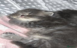 Persian cats for sale: Blue Persian  in Chesterfield - Image 7