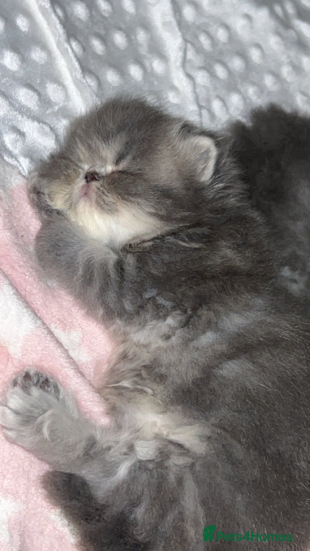 Persian cats for sale: Blue Persian  in Chesterfield - Image 7