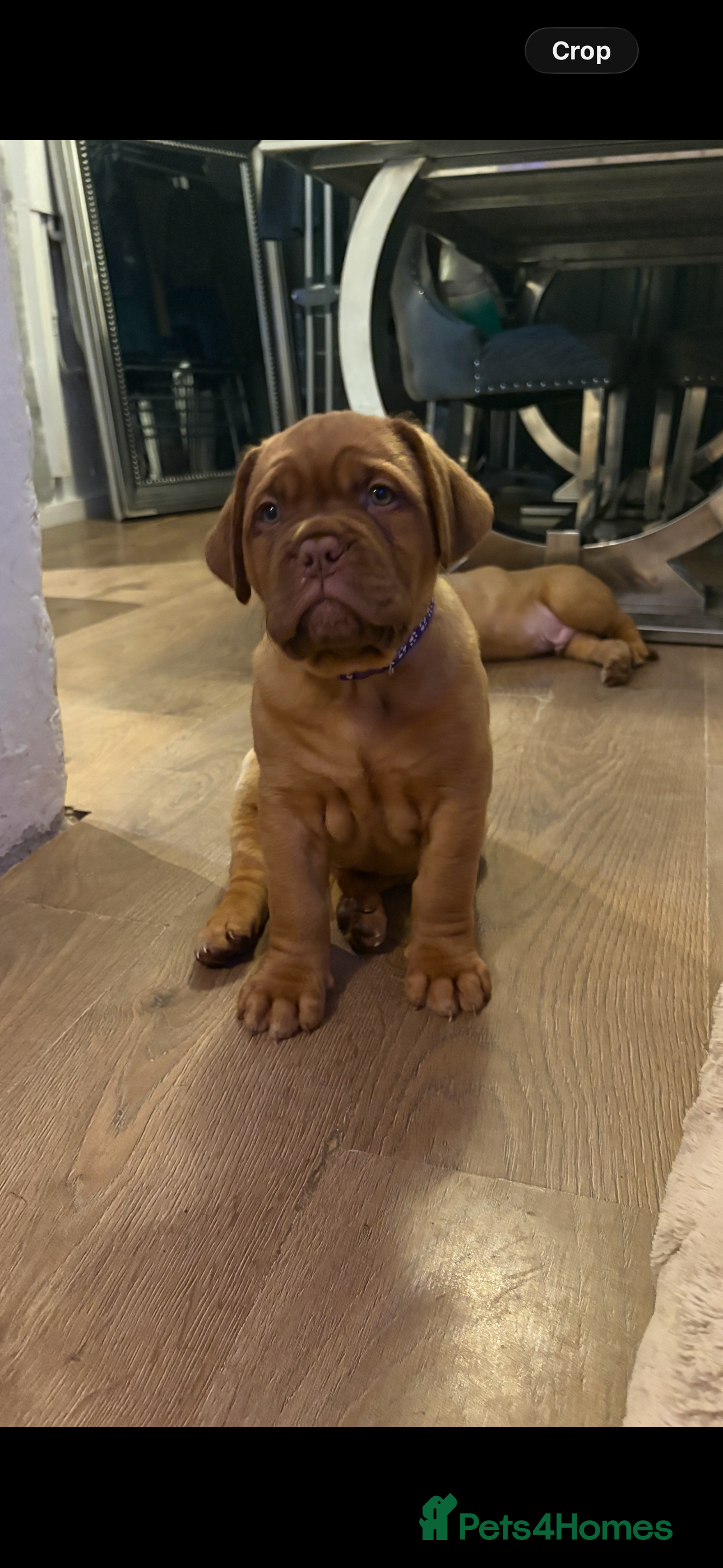 Dogue De Bordeaux dogs Stunning litter of Dogue De Bordeaux puppies  - Advert 5