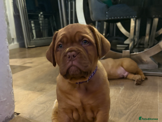 Dogue De Bordeaux dogs Stunning litter of Dogue De Bordeaux puppies - Advert 5