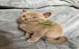 British Shorthair cats for sale: Beautiful British short haired /British long hair  - Image 10