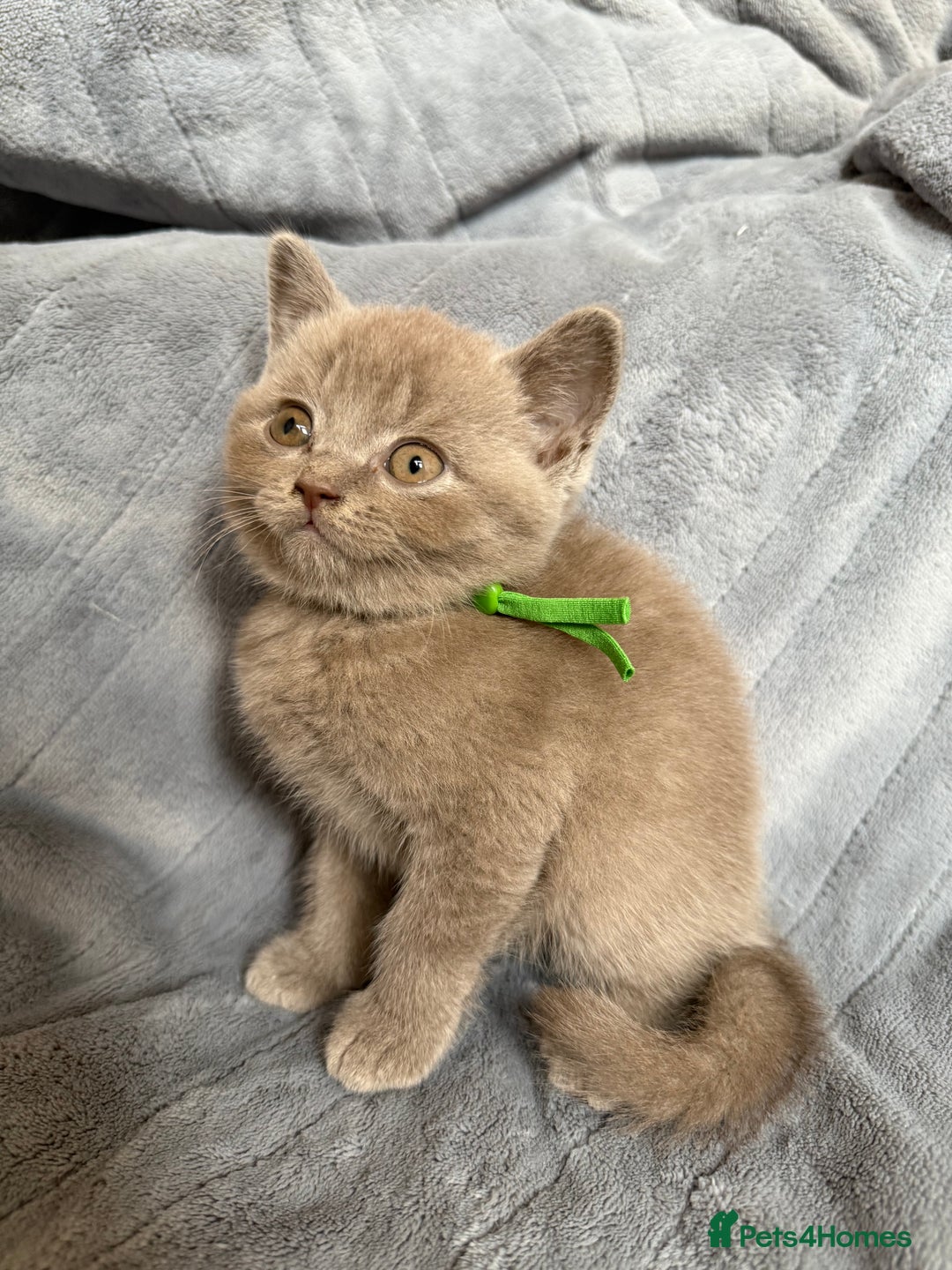 British Shorthair cats for sale: Beautiful British short haired /British long hair  - Image 10