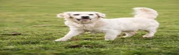 Golden Retriever dogs for sale: Fantastic Golden Retrievers in Llanrwst - Advert 8
