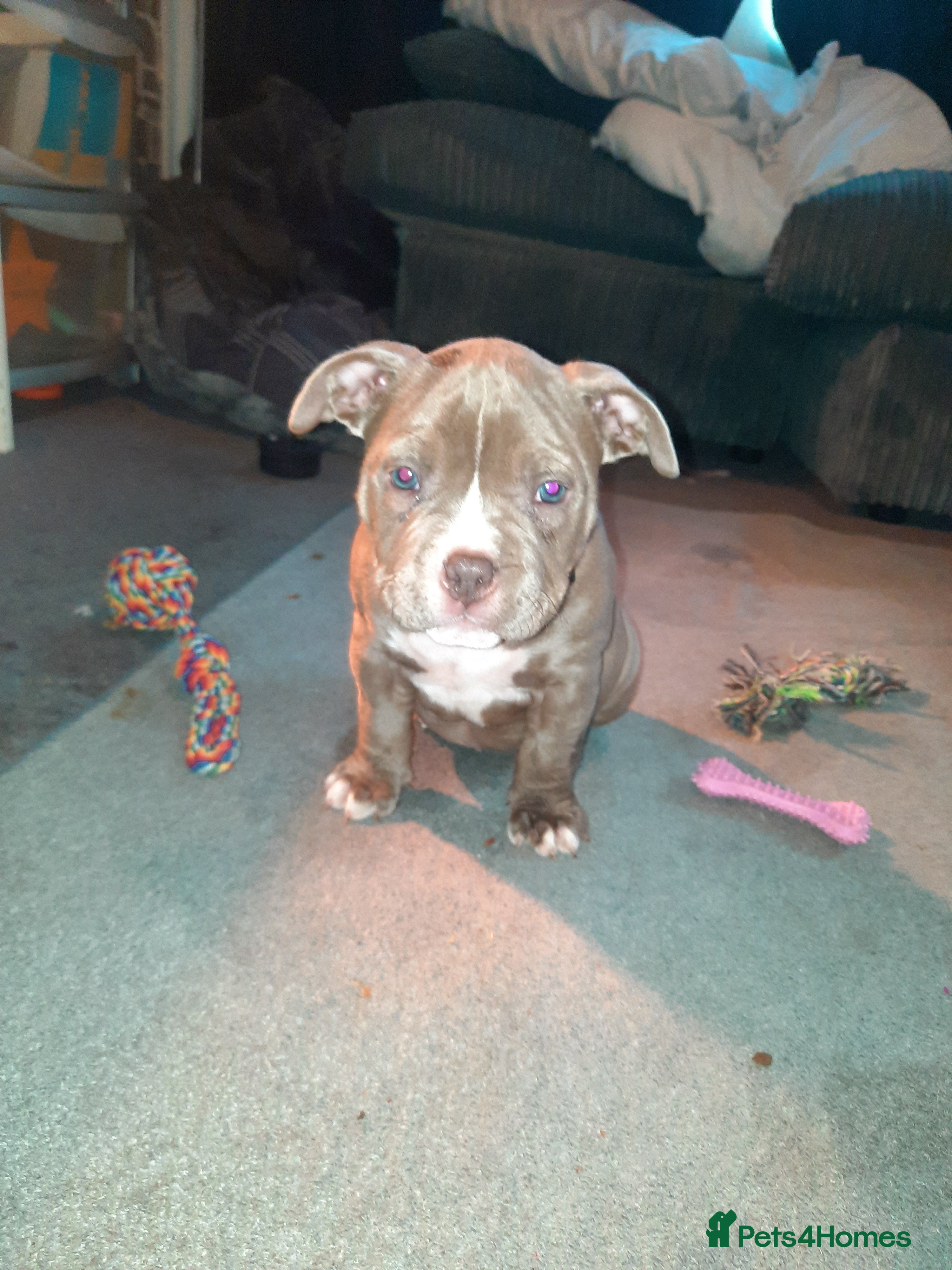 American Bully dogs for sale: Abkc reg platinum/champion pocket bullies - Advert 5