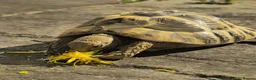 Hermann Tortoise reptiles for sale: Hermanns Tortoise 4 years old - Advert 5