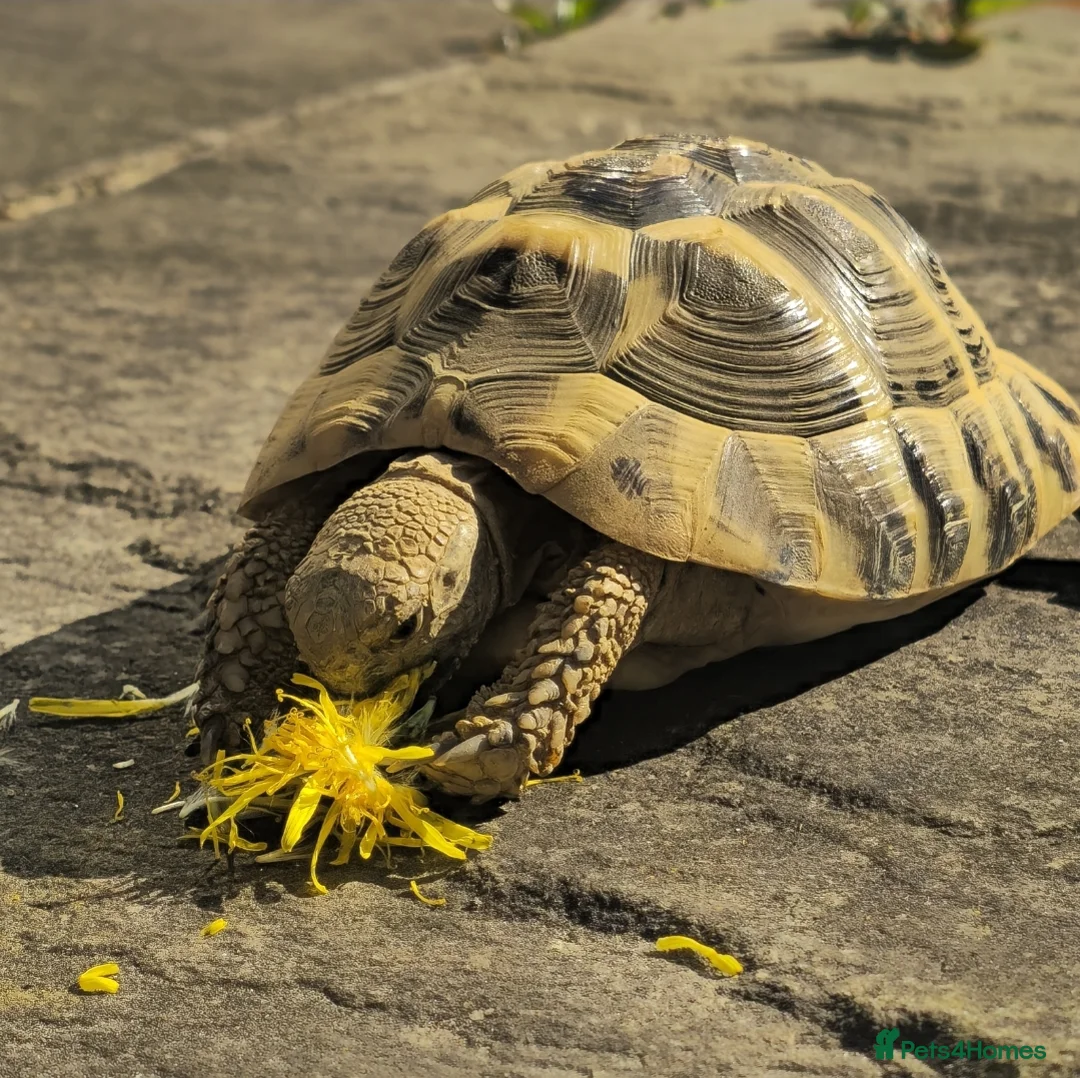 Hermann Tortoise reptiles for sale: Hermanns Tortoise 4 years old - Advert 5