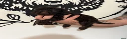 Cockapoo dogs for sale: Last Puppy remaining ❤️ f3 cockapoo puppies 🐾 - Advert 11