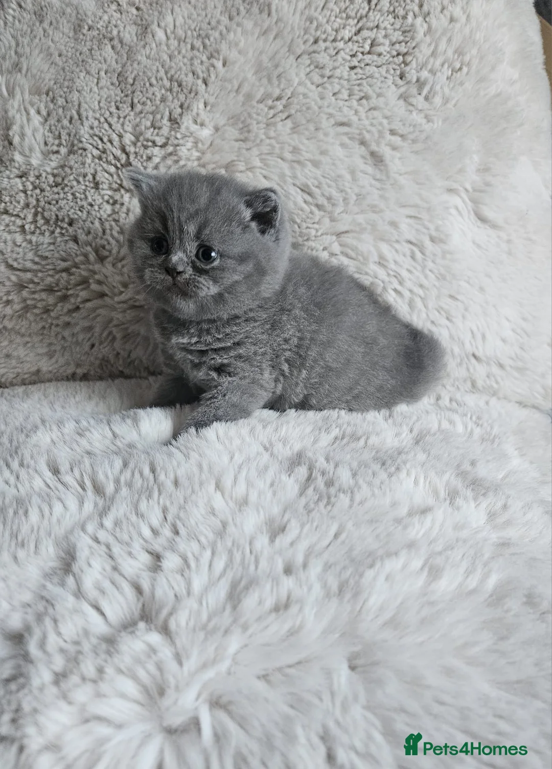 British Shorthair cats for sale: Gorgeous 4 week old health tested BSH - Advert 2