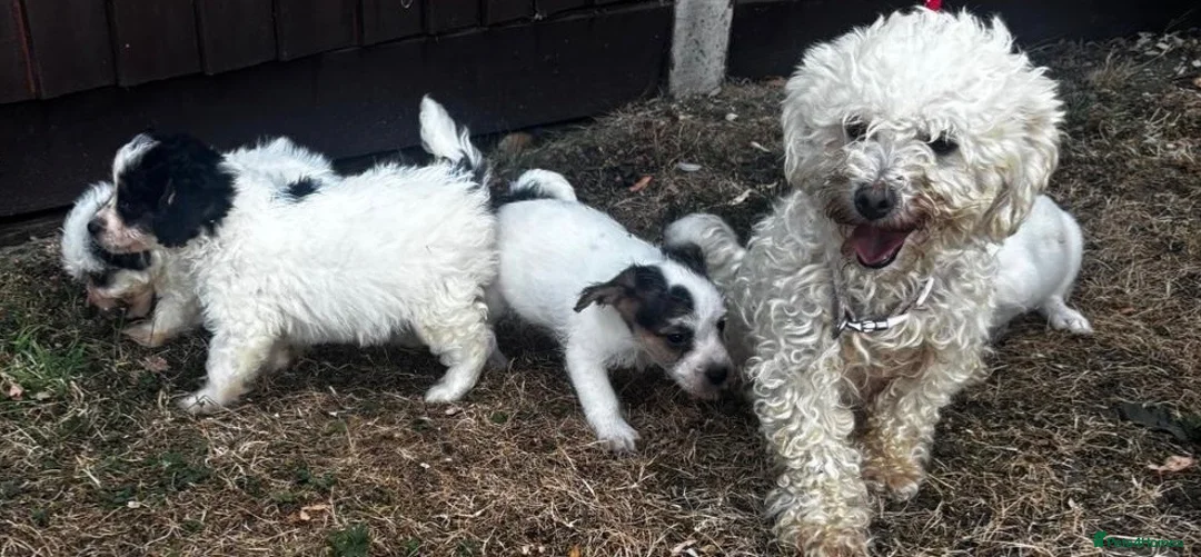 Mixed Breed dogs for sale: 4 beautiful bichion X Jack russle pups for sale in Newbury - Advert 2