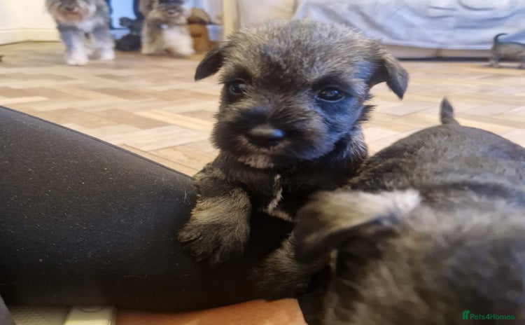 Miniature Schnauzer dogs - Advert 1