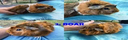 Guinea Pig rodents for sale: Guinea Pigs - Ready Now - Advert 4