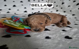 Cavapoo dogs for sale: 🧡 HEALTH TESTED F1B CAVAPOO  PUPPIES🧡 - Image 6