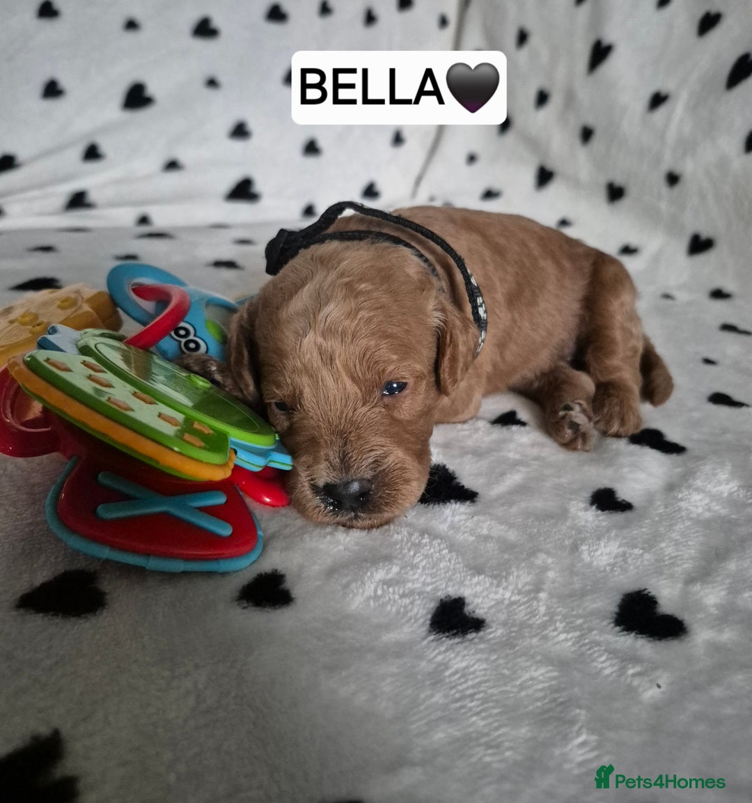 Cavapoo dogs for sale: 🧡 HEALTH TESTED F1B CAVAPOO  PUPPIES🧡 - Image 6