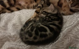 Bengal cats for sale: BEAUTIFUL BABY GIRL BENGAL TICA REG ready soon - Image 6