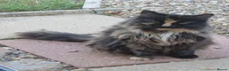 Mixed Breed cats for sale: Gentle mannered female  in North Walsham - Advert 5