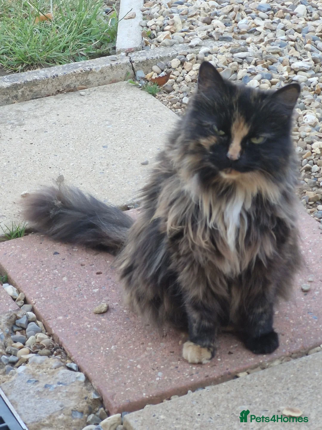 Mixed Breed cats for sale: Gentle mannered female  in North Walsham - Advert 5