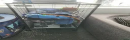 Ferret rodents for sale: Micro ferret male - Advert 4
