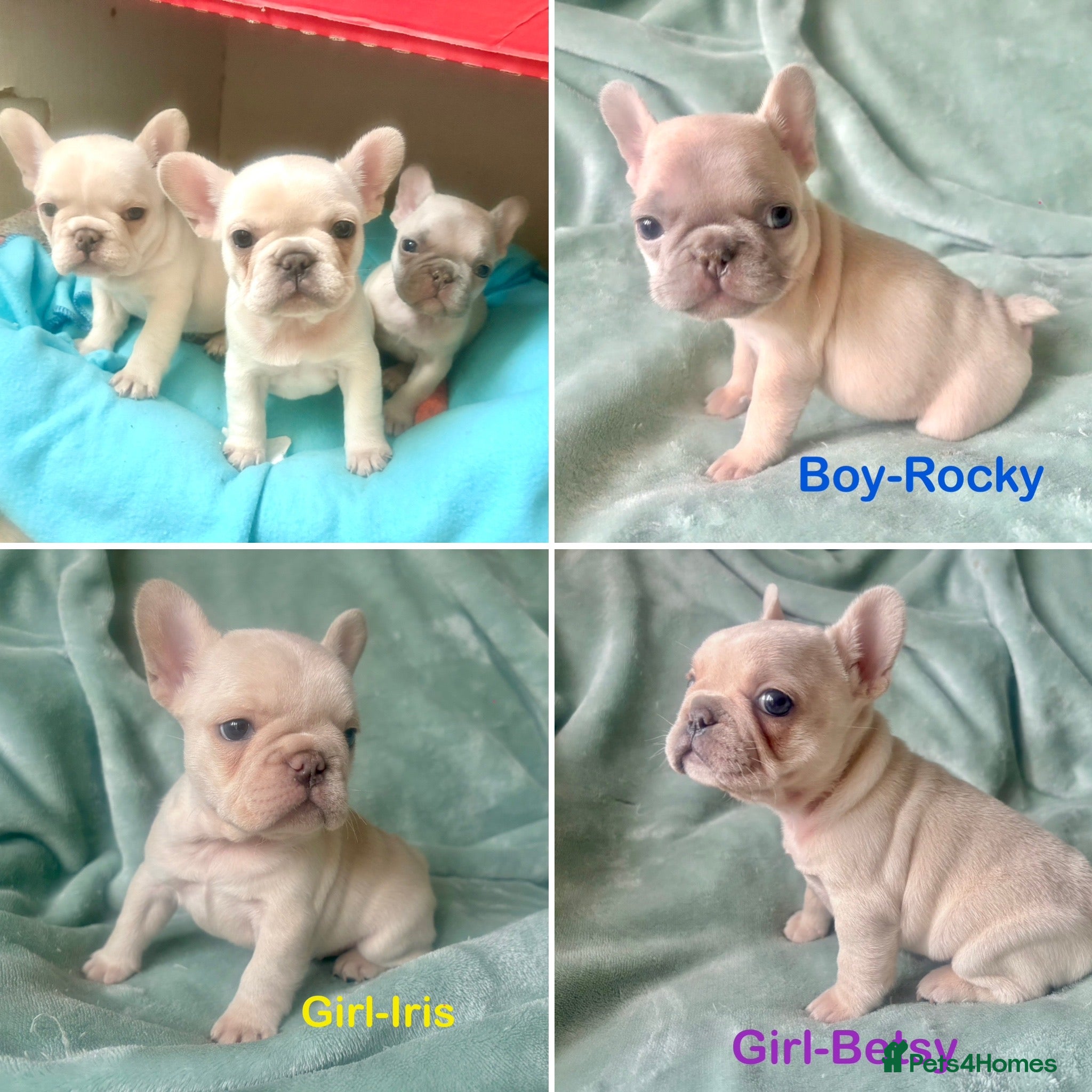 French Bulldog dogs French Bull Dog Puppies - Advert 5