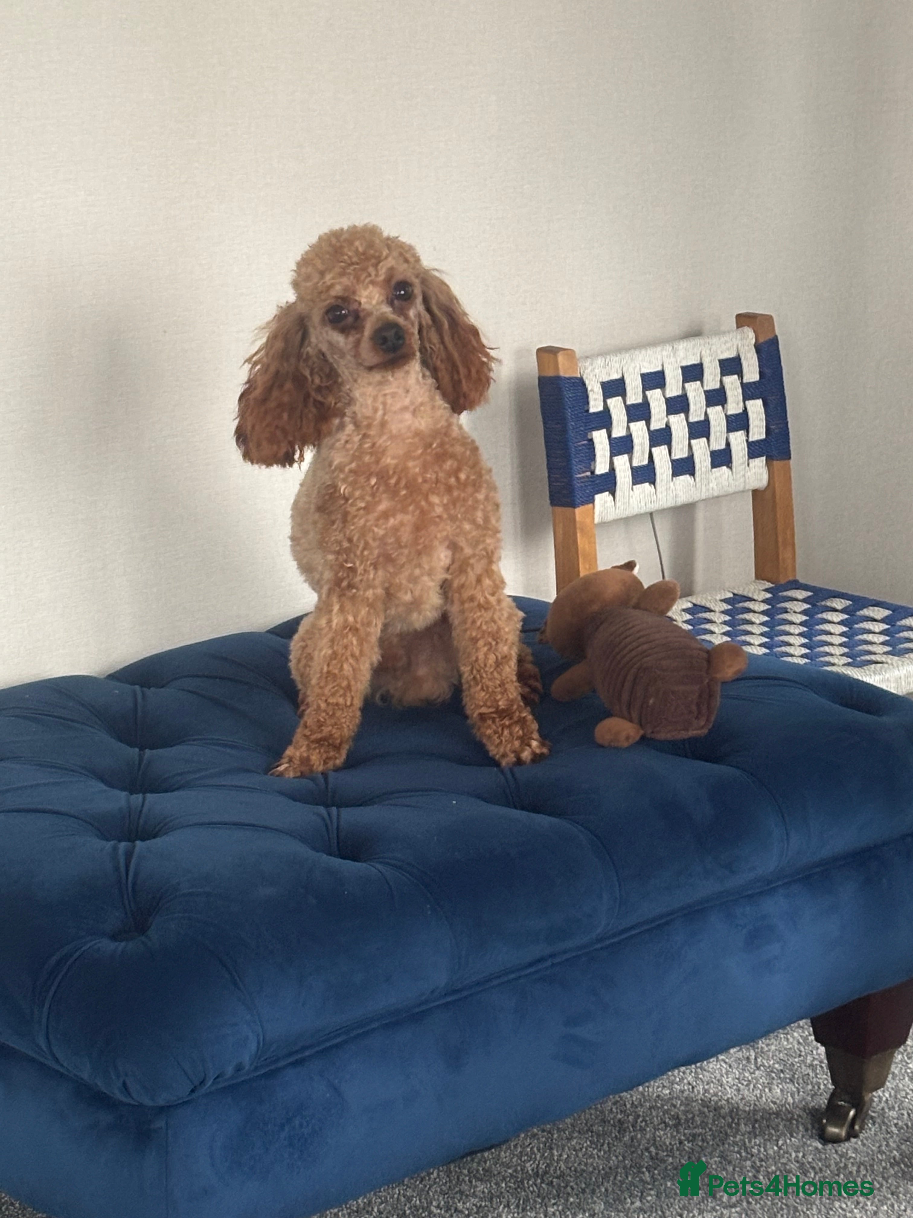 Toy Poodle dogs KC RED TOY POODLE STUD - Advert 12