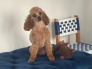 Toy Poodle dogs KC RED TOY POODLE STUD - Advert 12