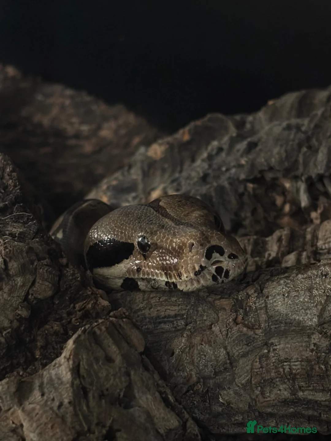 Boa Snake reptiles for sale: Boa constrictor (8ft) - Advert 2