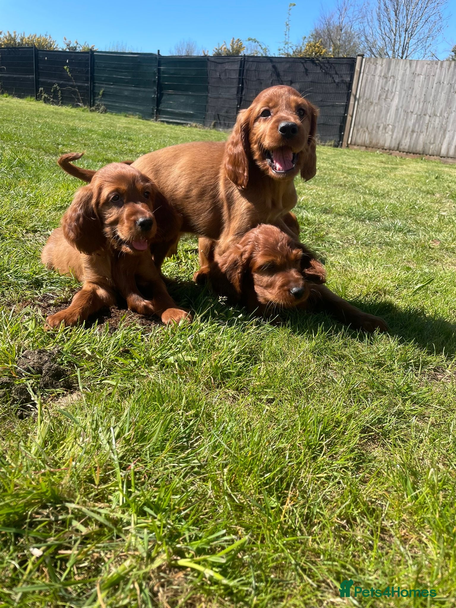 Irish Setter dogs Ready next week Beautiful Irish setter puppies  - Advert 1