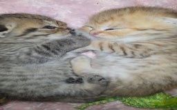 Scottish Fold cats for sale: 5 Scottish Folds - Image 9