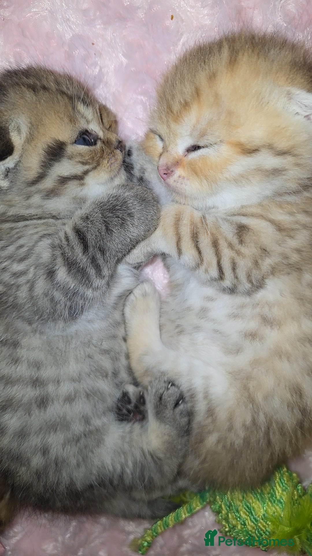 Scottish Fold cats for sale: 5 Scottish Folds - Image 9