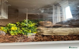 Python Snake reptiles for sale: Male adult, chocolate ball python - Image 5