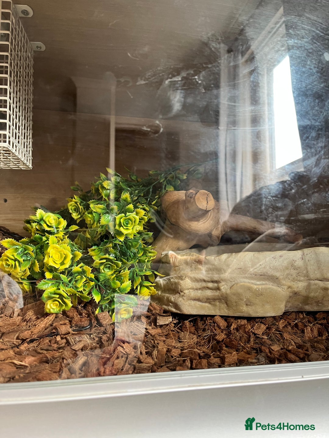 Python Snake reptiles for sale: Male adult, chocolate ball python - Image 5