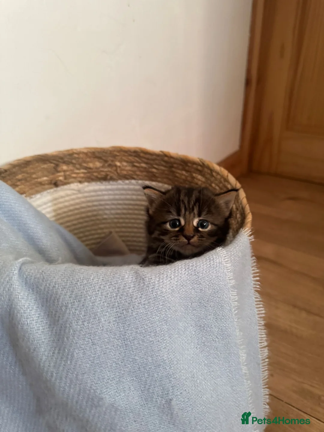 Mixed Breed cats for sale: Bengal x Maine coon  - Advert 2