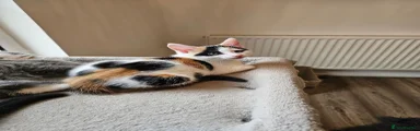 Mixed Breed 1