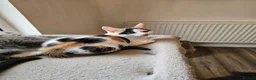 Mixed Breed cats for sale:  mix breed 3 girls  - Advert 5