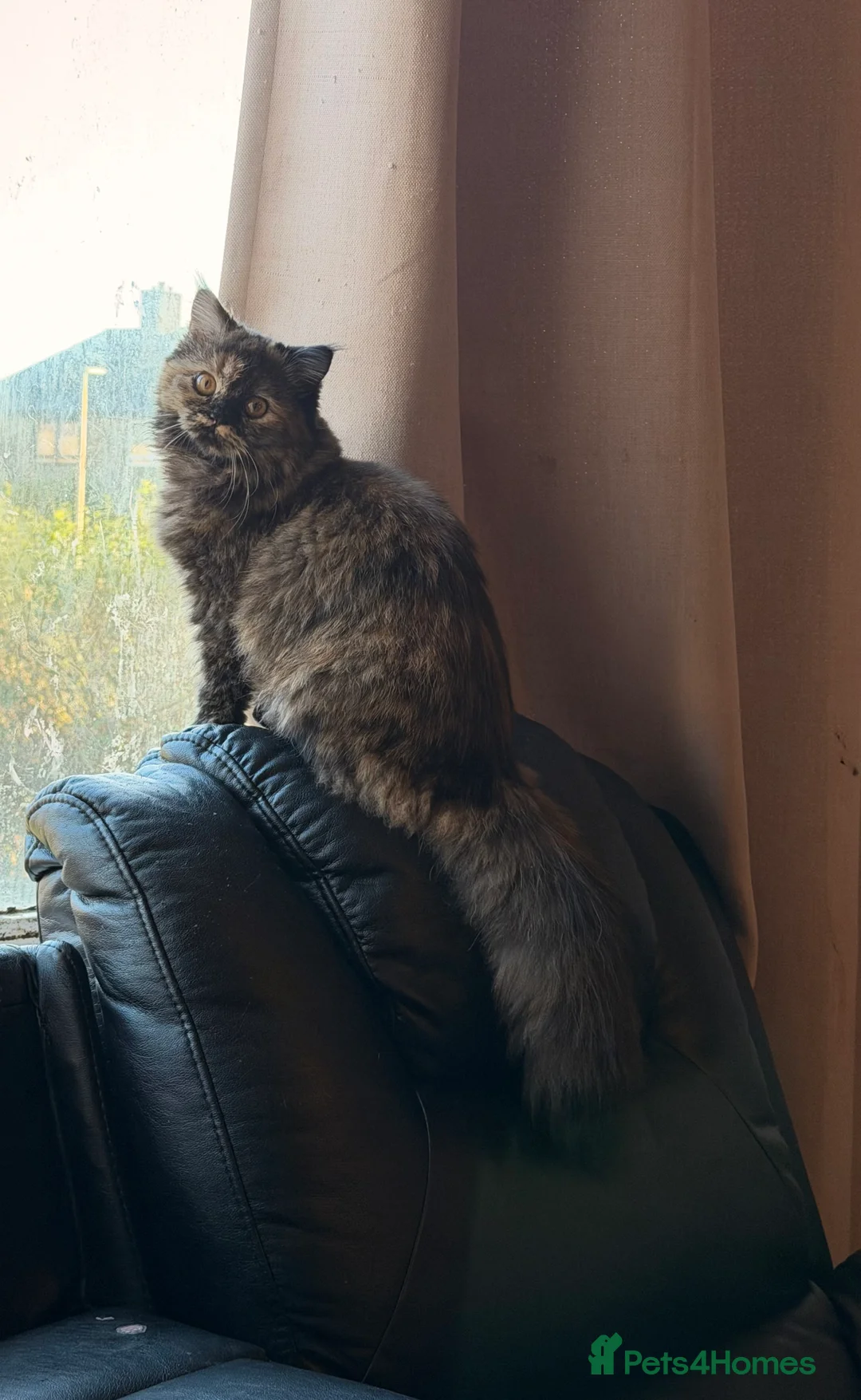 Mixed Breed cats for sale: 8 month old kitten  in Dunfermline - Advert 2