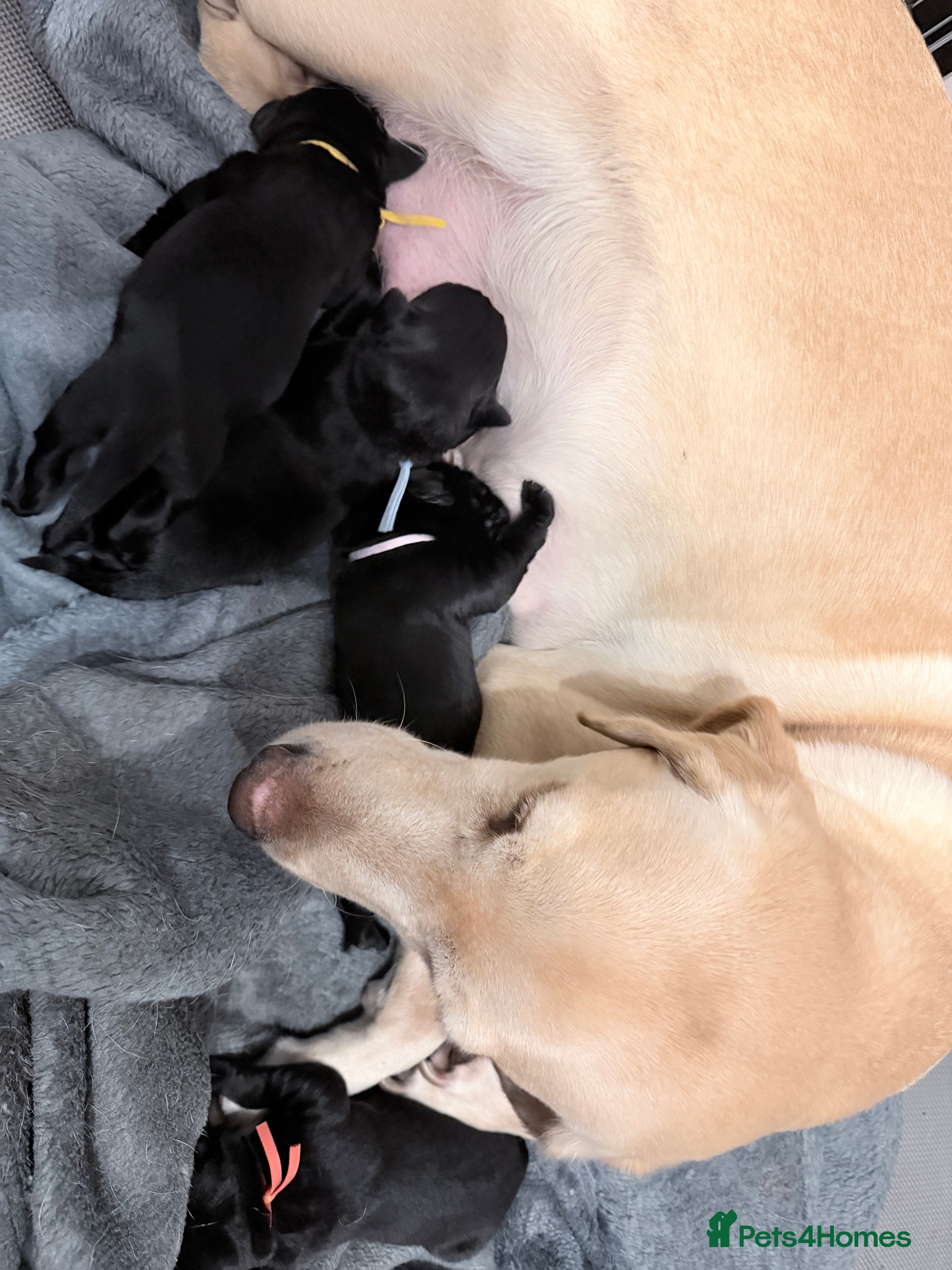 Labrador Retriever dogs 10 stunning KC reg black and yellow - Advert 2