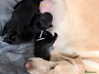 Labrador Retriever dogs 10 stunning KC reg black and yellow - Advert 2