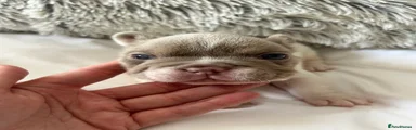 French Bulldog 4
