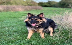 German Shepherd dogs for sale: (Willow) 1.5yr Old German Shepherd Longhaired - Image 2