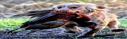 Cocker Spaniel dogs for sale: Ready now, Working Cocker Spaniel Dog Puppies  - Advert 5