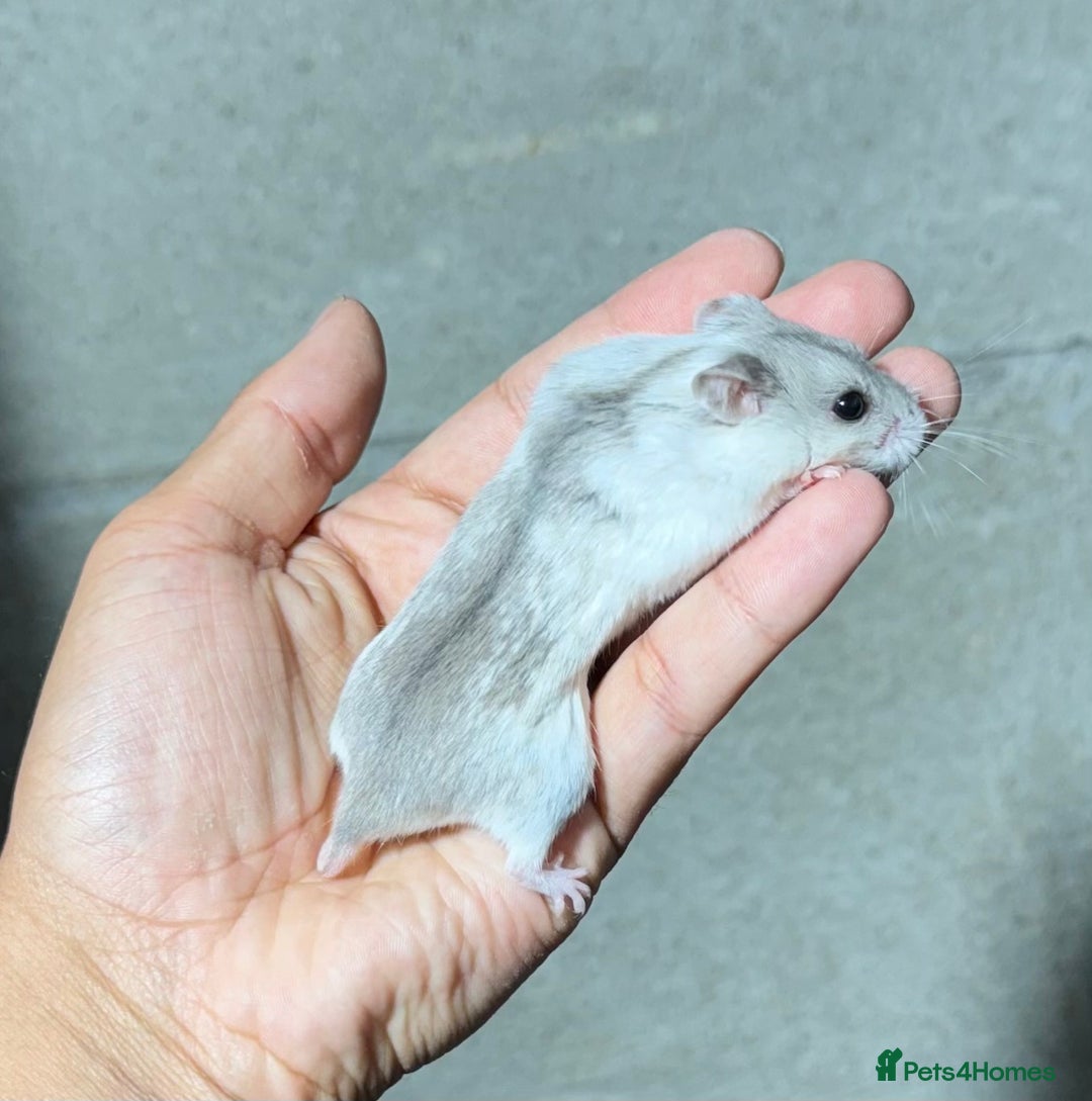 Hamster rodents for sale: STUNNING TAME PEDIGREE CHINESE HAMSTER PUPS in Orpington - Image 5