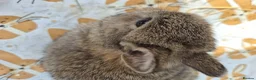 Netherland Dwarf rabbits for sale: Netherland dwarf.  Dwarf lops. mini lops  - Advert 5