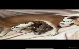 Chihuahua dogs for sale: Beautiful Chihuahua puppy’s  - Image 1