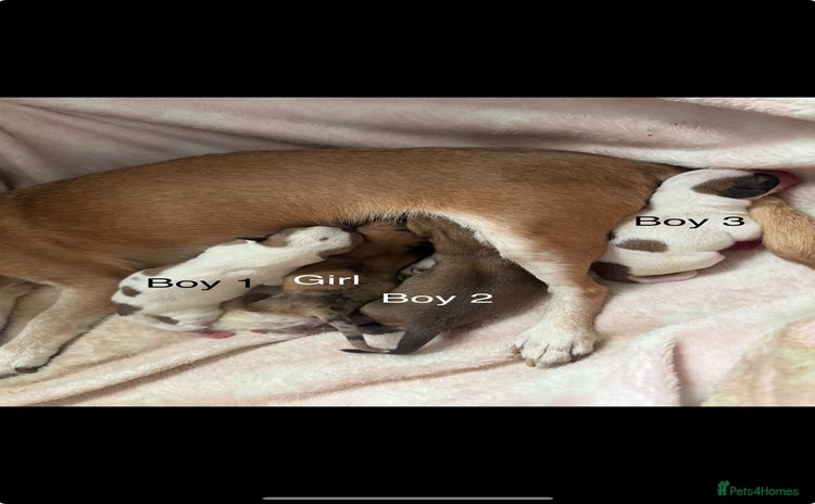 Chihuahua dogs - Advert 11