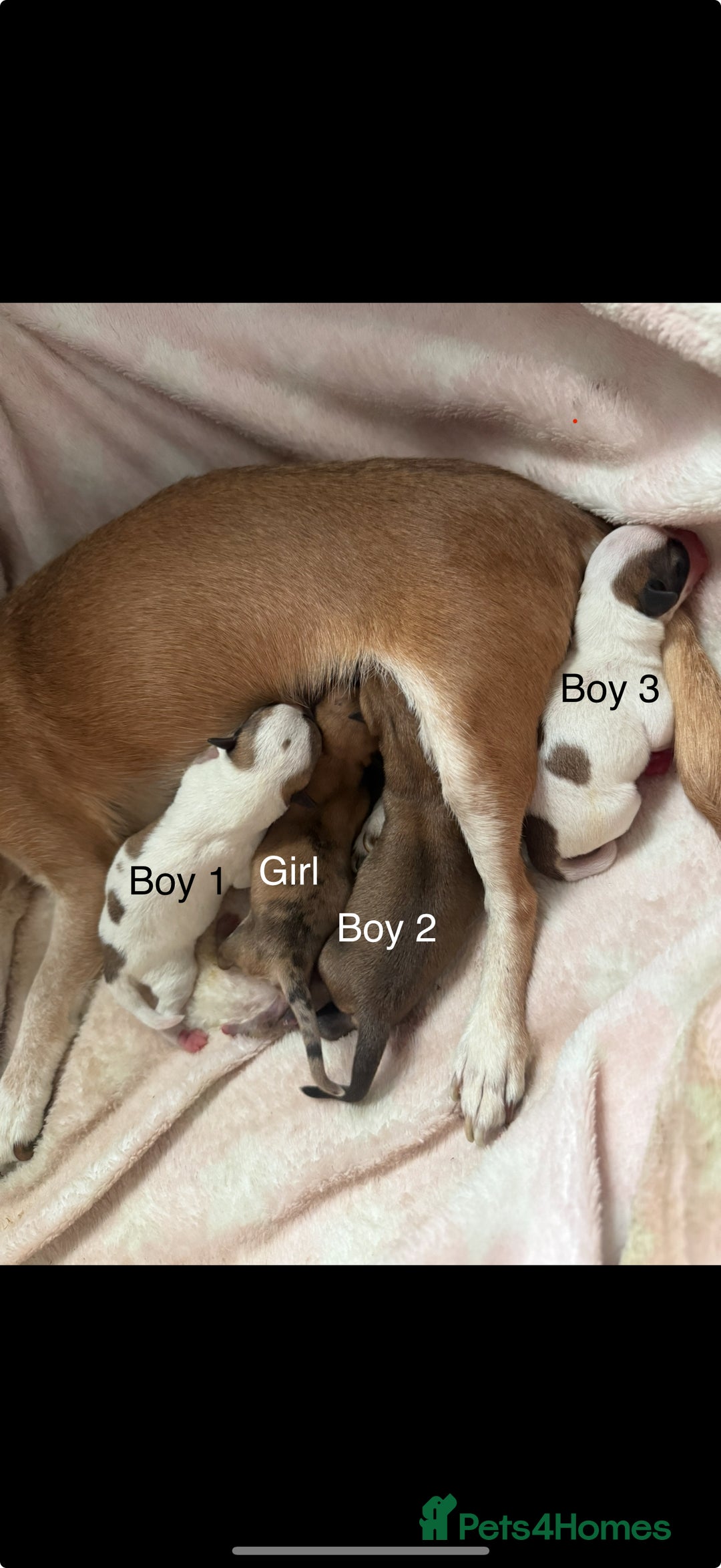 Chihuahua dogs for sale: Beautiful Chihuahua puppy’s  - Image 1